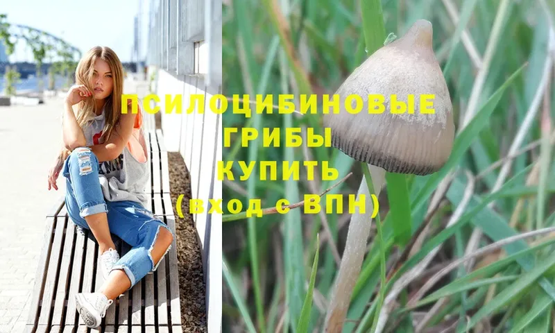 Псилоцибиновые грибы Psilocybe  Зверево 